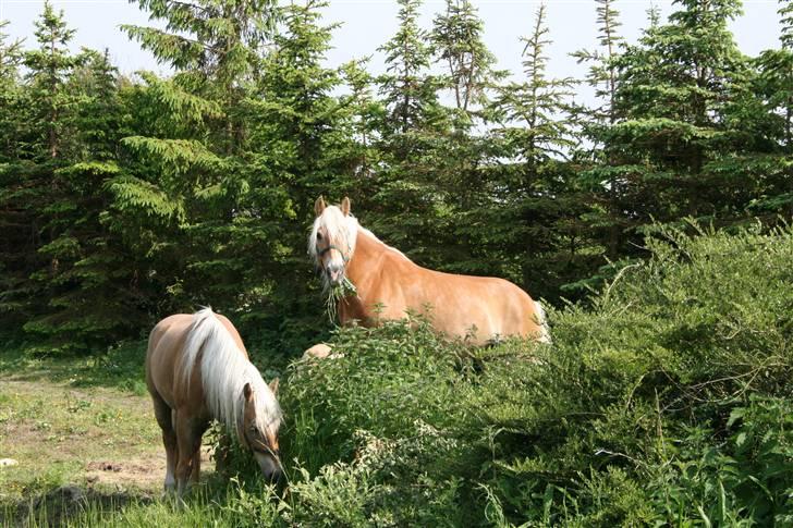 Tyroler Haflinger Aurikel II  *SOLGT* - Auregel til venstre. billede 5