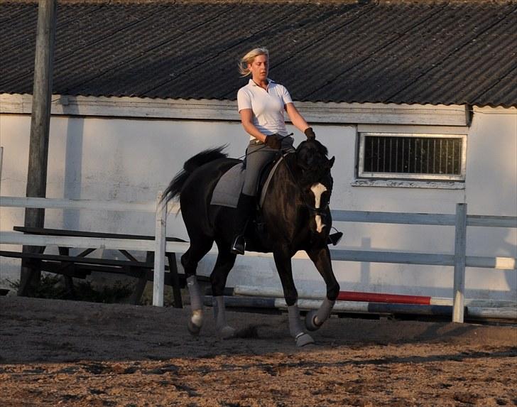 Dansk Varmblod Antino - dressur maj 2010 billede 1