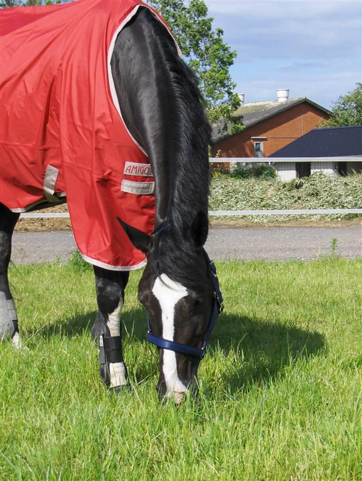 Dansk Varmblod Antino - lige ankommet fra skive.. forår 2009 billede 2