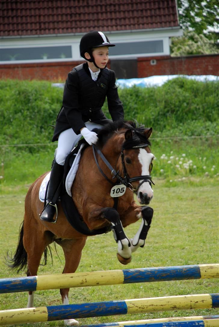 Welsh Pony af Cob-type (sec C) Gavotte`s Cathrien billede 10