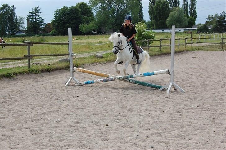 Anden særlig race Hermann:* - Elsker ham!!!! <3 billede 2