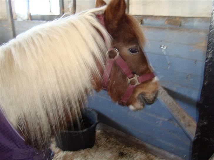 Anden særlig race Trunte billede 1