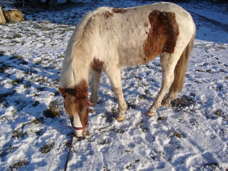 Anden særlig race Trunte billede 2