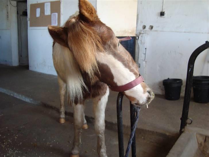 Anden særlig race Trunte billede 3