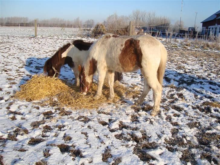 Anden særlig race Trunte billede 4
