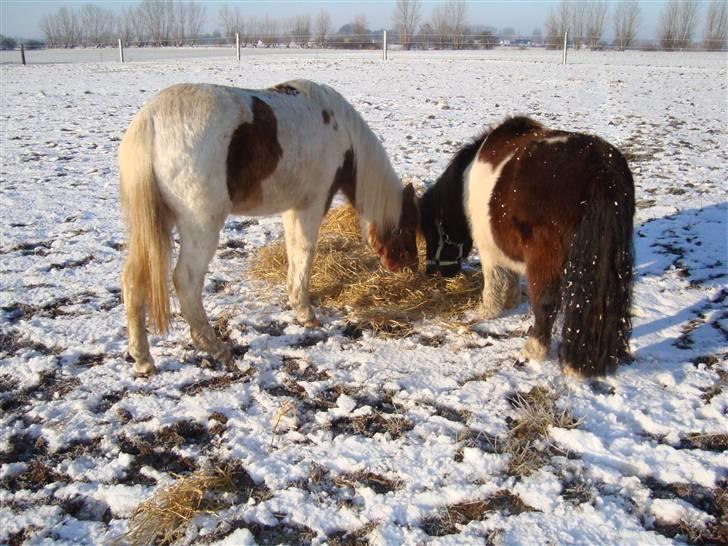 Anden særlig race Trunte billede 5