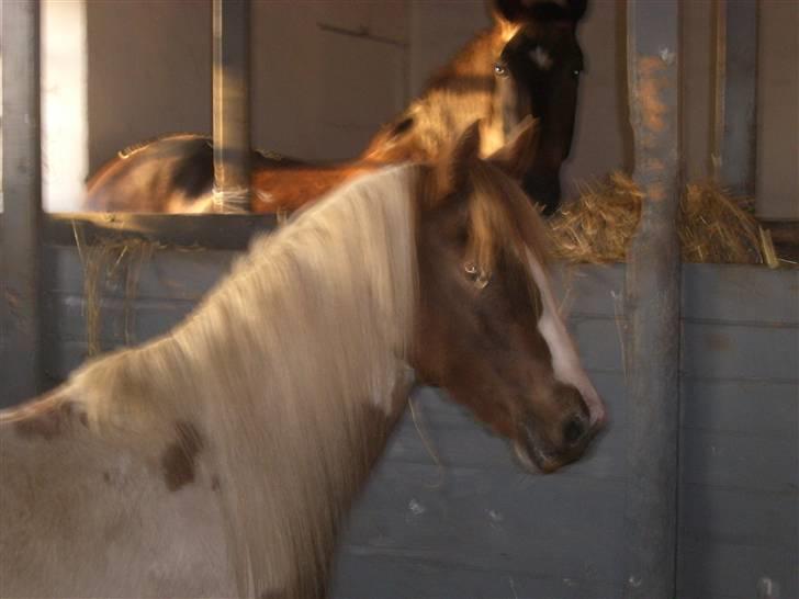 Anden særlig race Trunte billede 7