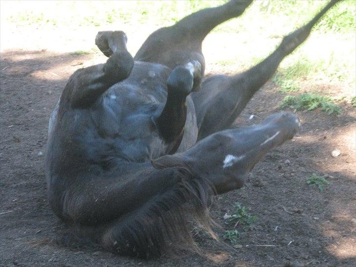 Traver Ideal Højbo (Sammy) billede 16