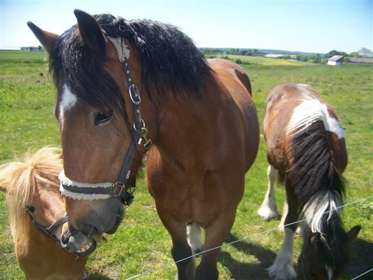Shetlænder Brutalis *solgt* billede 11