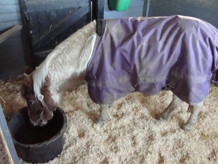 Anden særlig race Trunte billede 8