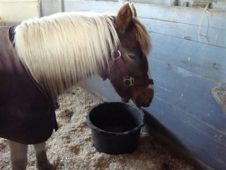 Anden særlig race Trunte billede 9