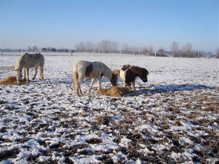 Anden særlig race Trunte billede 10