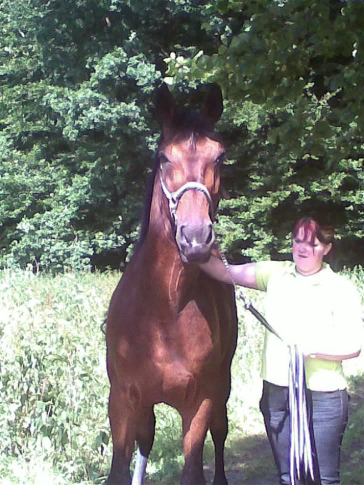 Hannoveraner Zacharias Star *solgt* billede 20