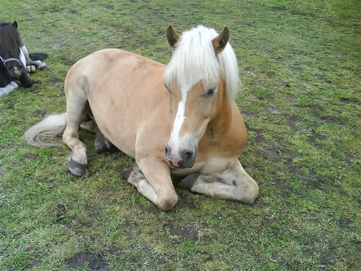 Haflinger |Elvis| solgt:'(. -   16) ;0 vi sover! billede 16