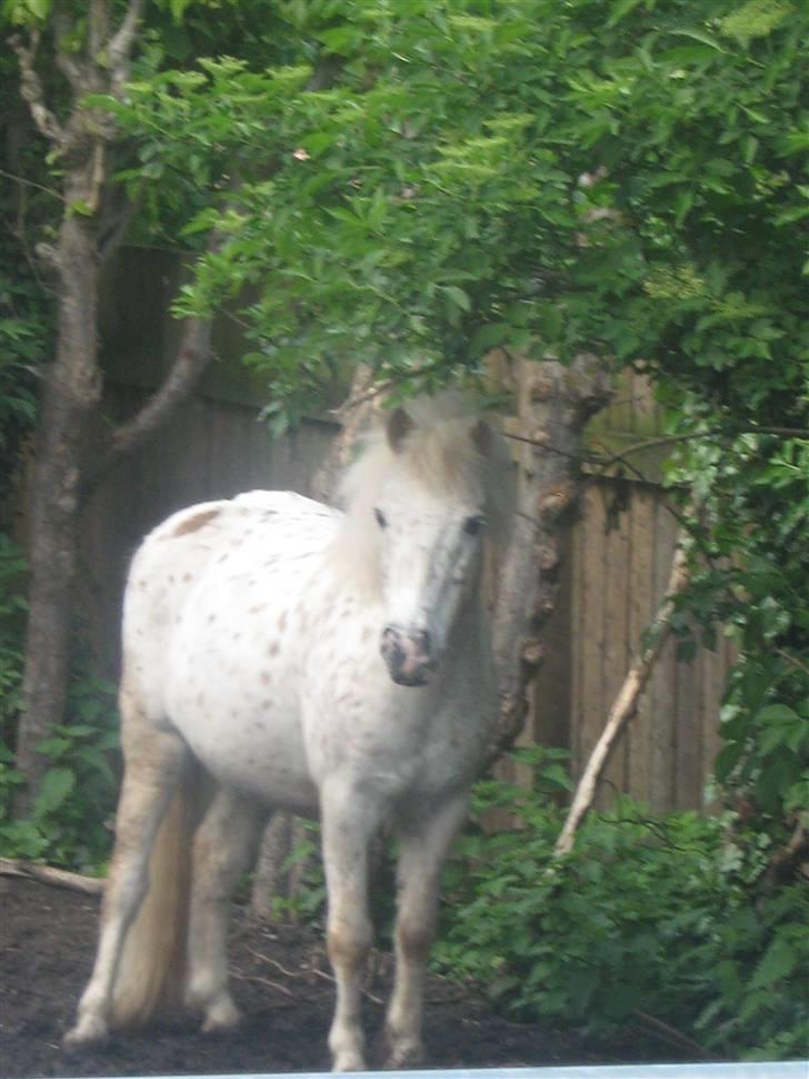 Anden særlig race Snøvsen (rideskolepony) - Min lille snøvs på fold billede 1