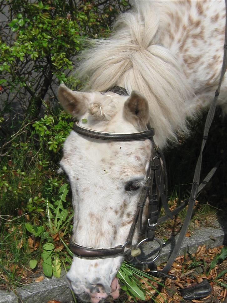 Anden særlig race Snøvsen (rideskolepony) - Da jeg skulle ride Snøvs op til Caro´s konfi billede 2