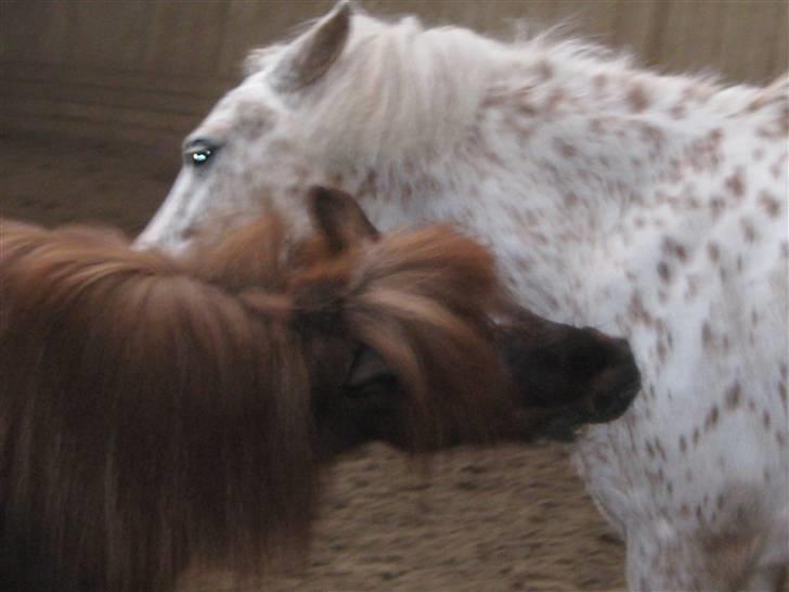 Anden særlig race Snøvsen (rideskolepony) - Putte og Snøvs<3 billede 3