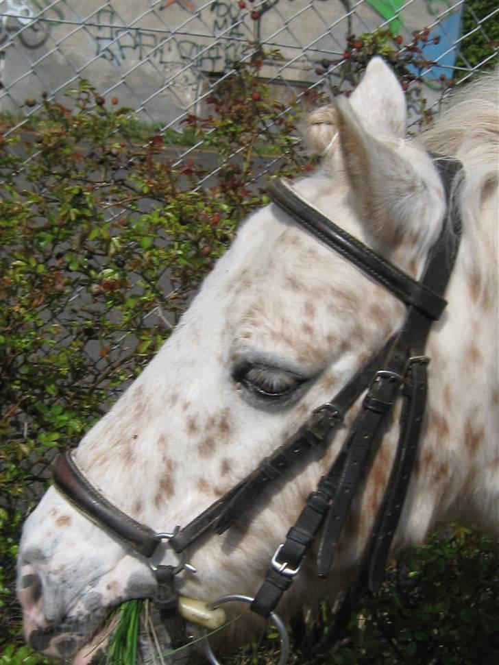 Anden særlig race Snøvsen (rideskolepony) billede 5