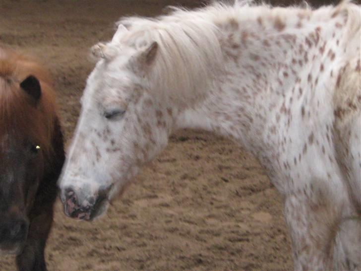 Anden særlig race Snøvsen (rideskolepony) - Det er dejligt at være sammen med putte <3 billede 6