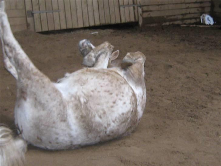 Anden særlig race Snøvsen (rideskolepony) - Snøvs tager sig lige en rulle tur <3 billede 7