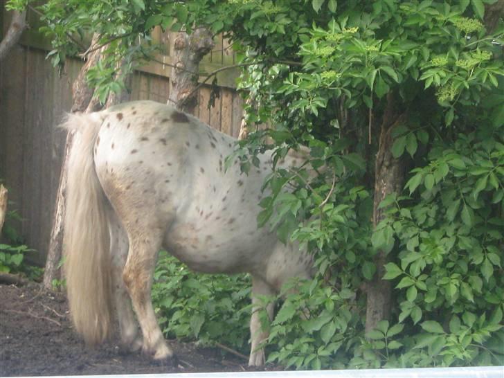 Anden særlig race Snøvsen (rideskolepony) - Snøvses bagdel :D billede 8