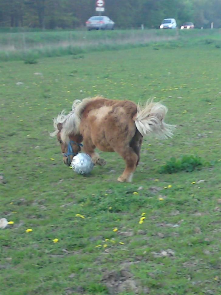 Miniature Filur ( figurt ) <3 solgt - filur der spiller fodboldt, det er bare noget a det bedste han ved :) billede 14