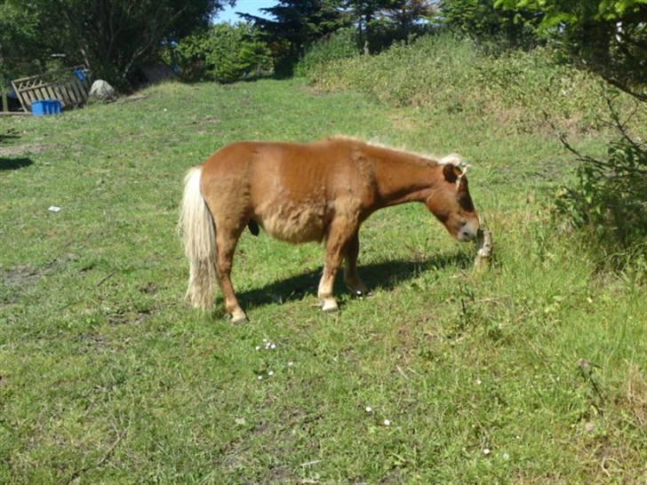 Miniature Filur ( figurt ) <3 solgt - så har filur næsten tabt alt sin vinter pels <3 billede 15