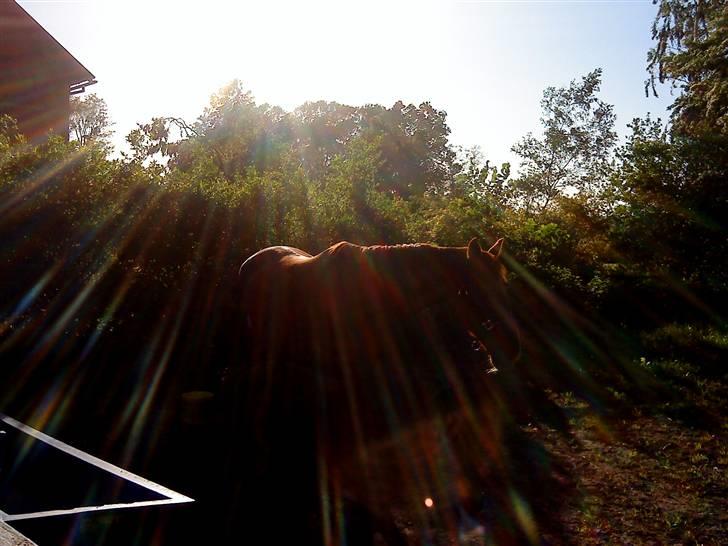 Oldenborg Winnie - vinnie i den dejlige aftensol :) billede 4