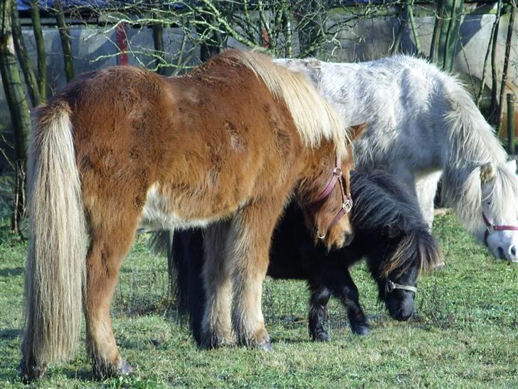 Islænder Öngull fra Dalhof - Öngull og vennerne billede 5