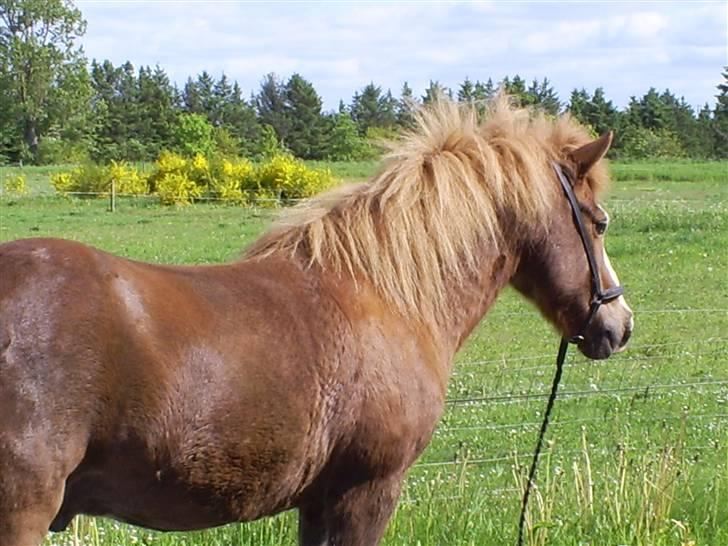 Islænder Öngull fra Dalhof billede 6