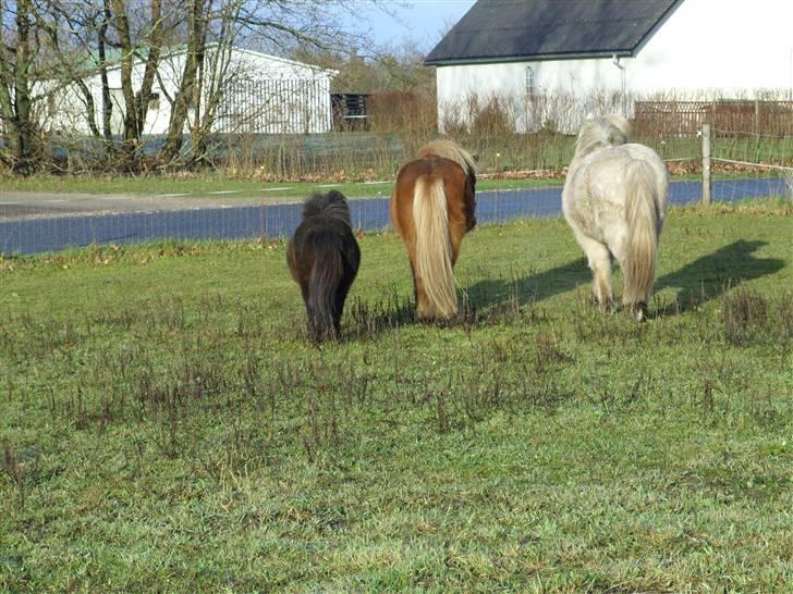 Islænder Öngull fra Dalhof billede 7