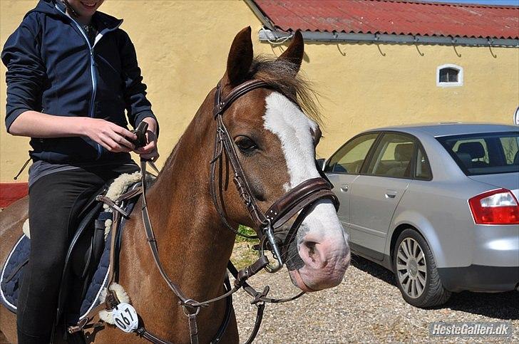 DSP Monty A.M. | søsters. - velkommen til min yndlings hyps profil :)<3 Mig og Monty -sommer 2010 fotograf: Isabella Larsen (; billede 1