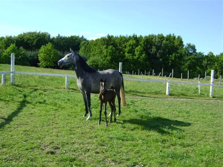 Arabisk fuldblod (OX) Skovly´s akisiah ox billede 6