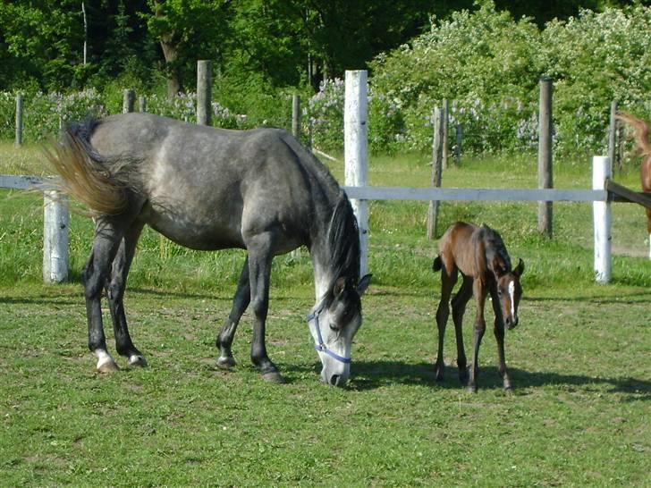 Arabisk fuldblod (OX) Skovly´s akisiah ox billede 9