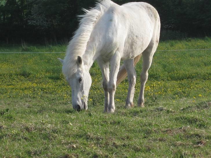 Islænder BLEIKALÁ FRA MALLE - Fordi du elsker marken.. <3 billede 11