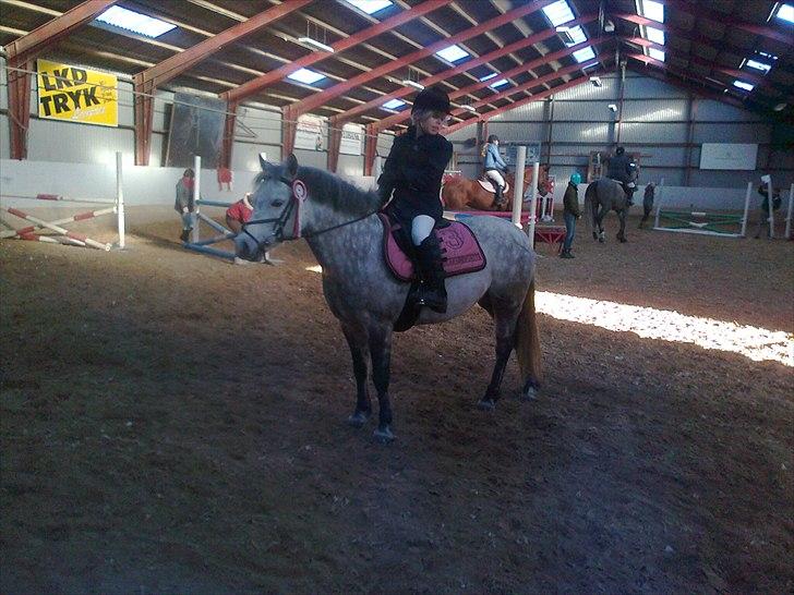 Welsh Pony (sec B) Gipsy | solgt | - Prinsessen og Hendes nye ejer. de vandt LC. foto : Mig :-) billede 10