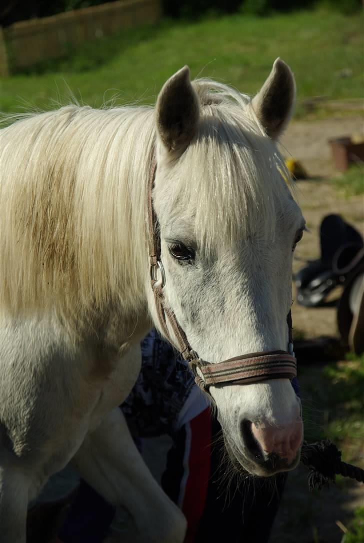 Anden særlig race Snehvide. - 09. billede 1