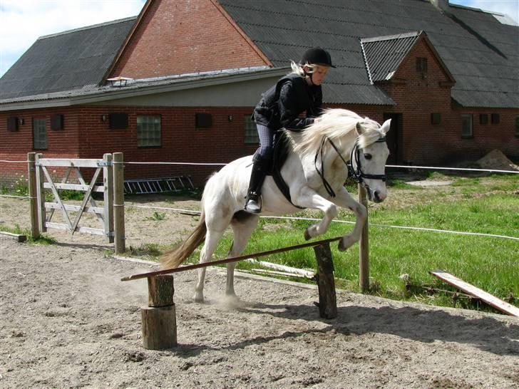Anden særlig race Snehvide. - 09. billede 2