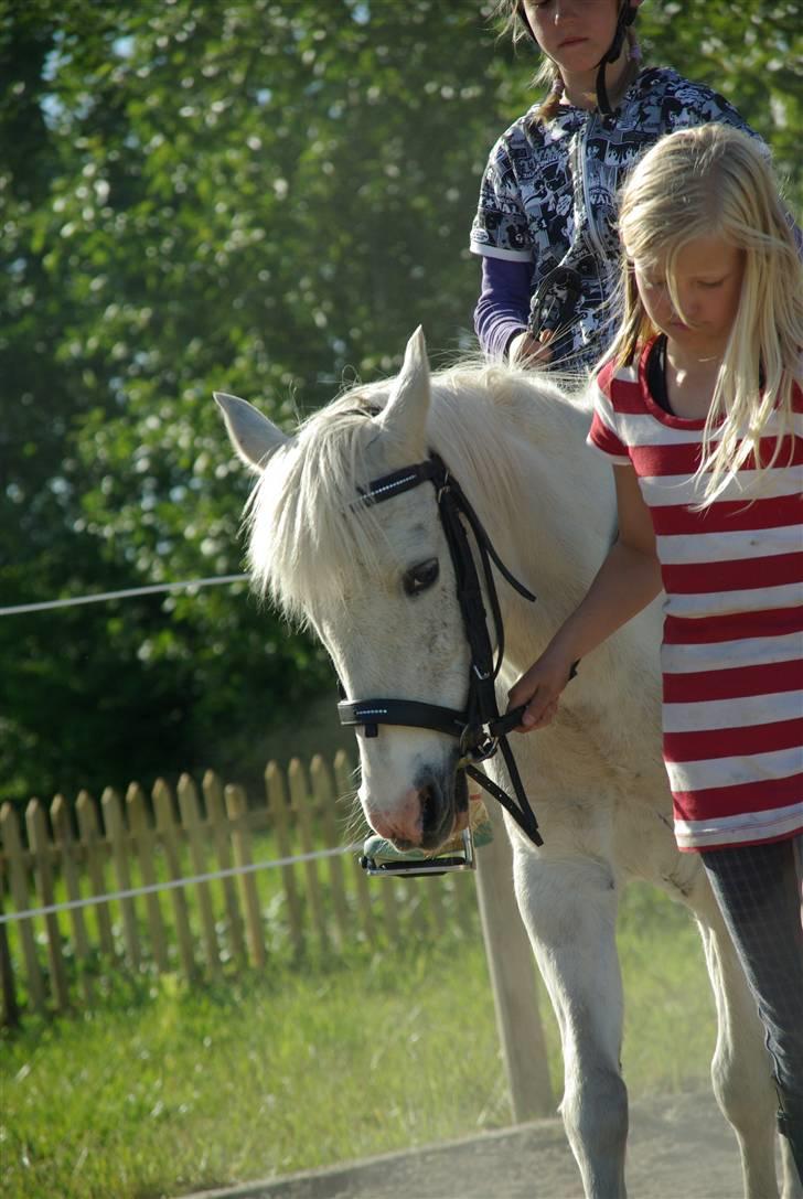 Anden særlig race Snehvide. - 09. billede 3