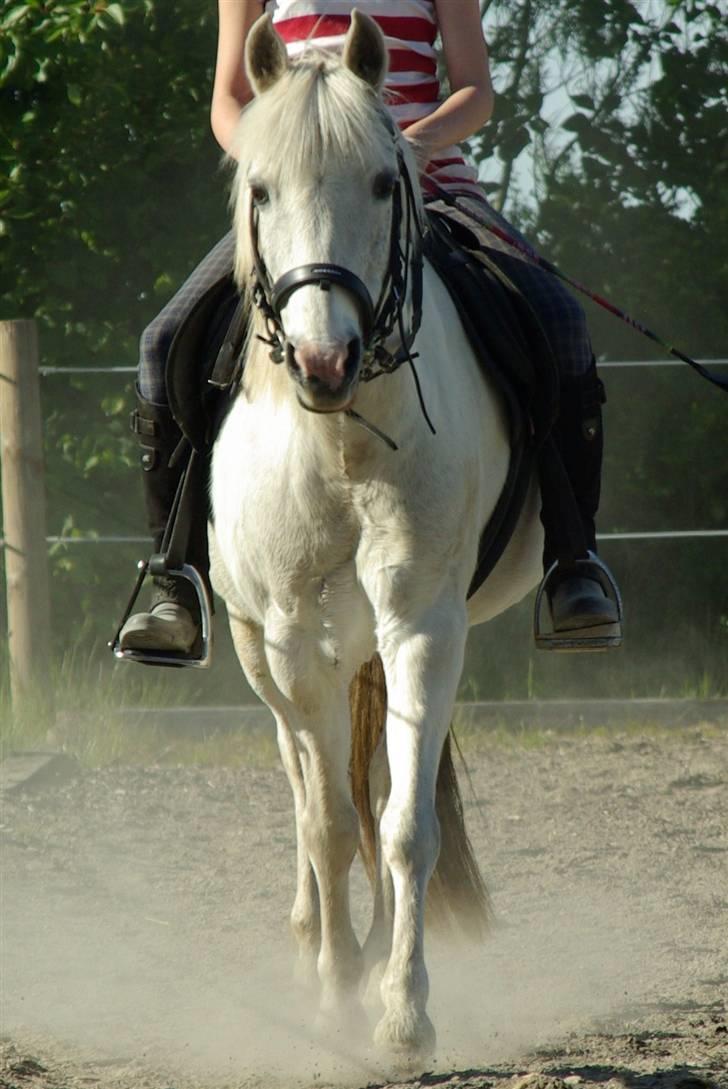 Anden særlig race Snehvide. - 09. billede 4