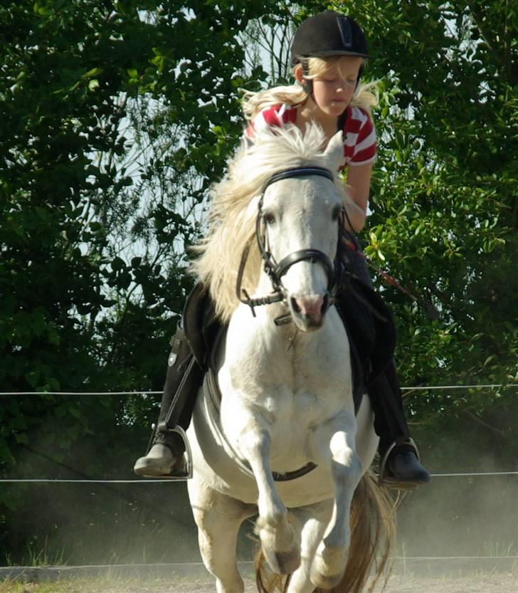 Anden særlig race Snehvide. - 09. billede 5