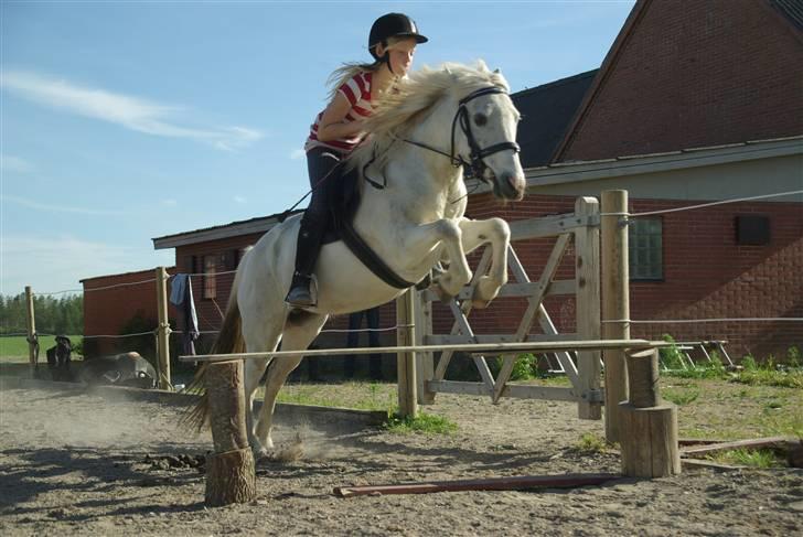 Anden særlig race Snehvide. - 09. billede 7