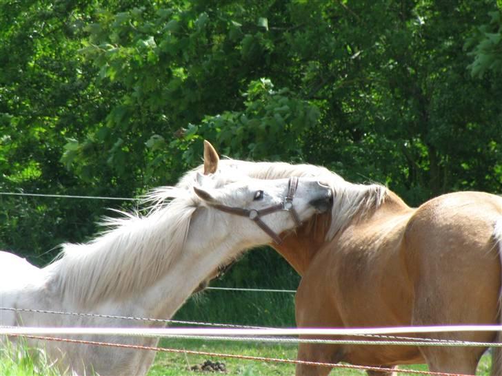 Anden særlig race Snehvide. - 09. billede 8
