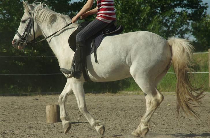 Anden særlig race Snehvide. - 09. billede 9
