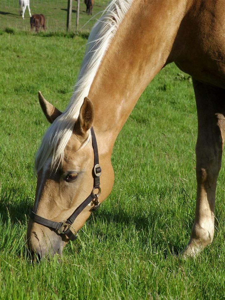 Palomino Zanthos billede 8