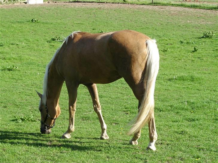 Palomino Zanthos billede 10