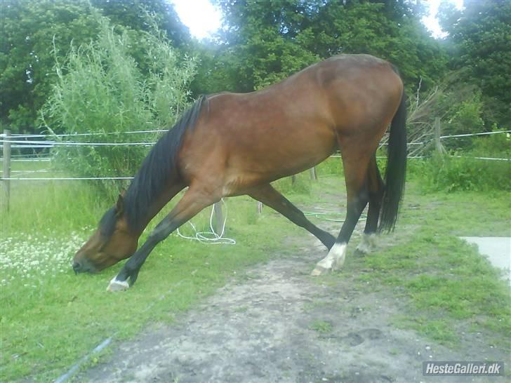 Traver Light My Fire (Kiara) - Når man ikke helt kan nå græsset på de anden side... som forøvrigt altid smager meget bedre end det der er tilgængeligt! billede 19