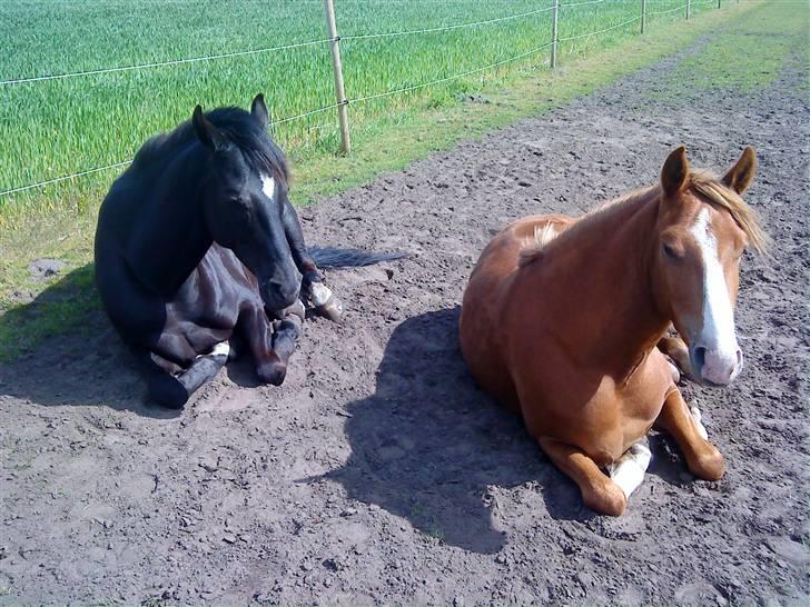 Anden særlig race Stald Nino`s Calido billede 5