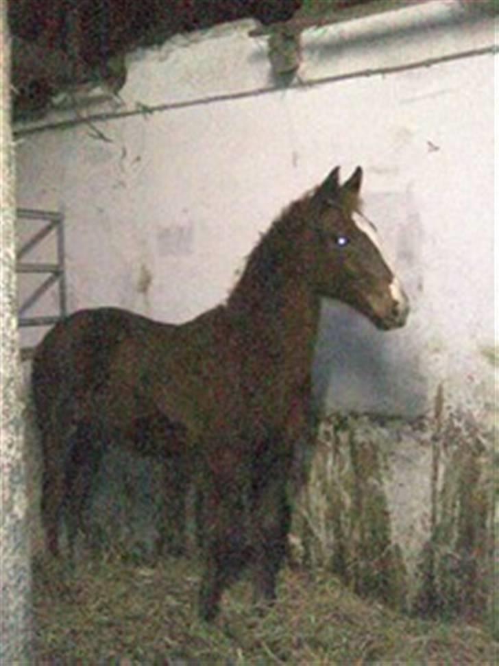 Anden særlig race Stald Nino`s Knock out T billede 9