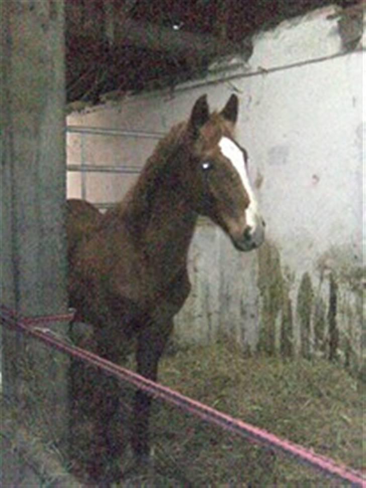 Anden særlig race Stald Nino`s Knock out T billede 10